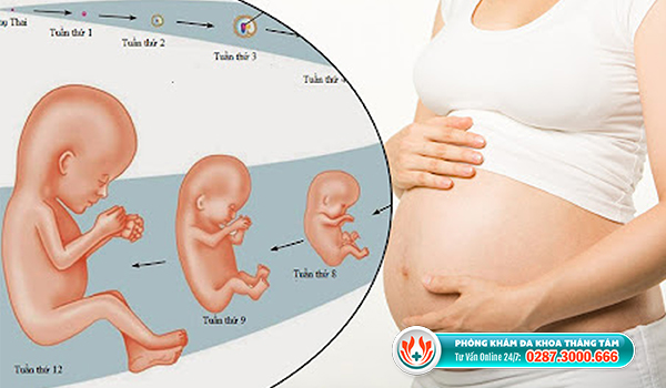 Giai đoạn phát triển của thai nhi từ tuần 1 đến tuần 12
